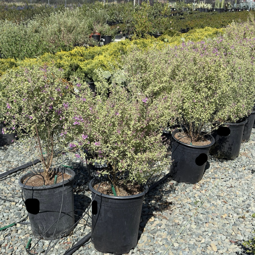 Variegated Mint Bush