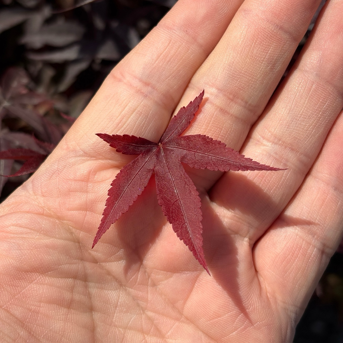 Twombly's Red Sentinel Japanese Maple