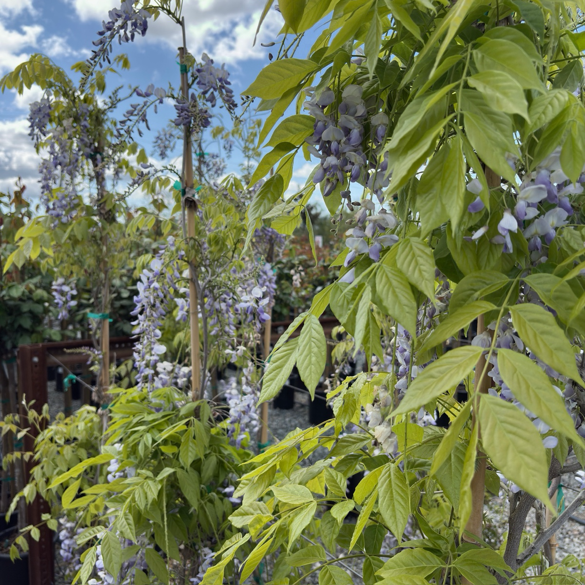 Texas White' Wisteria