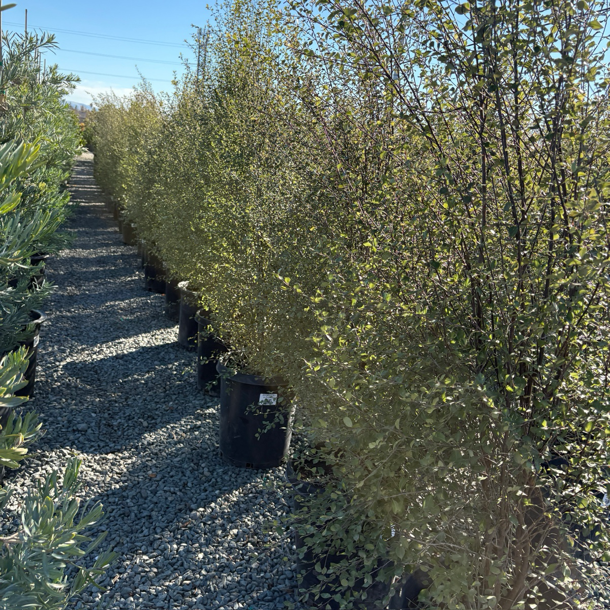 Silver Pittosporum · Thin Leaves