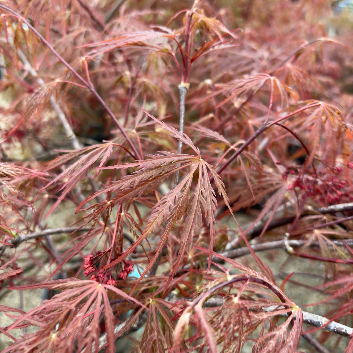 Crimson Queen Lace Japanese Maple