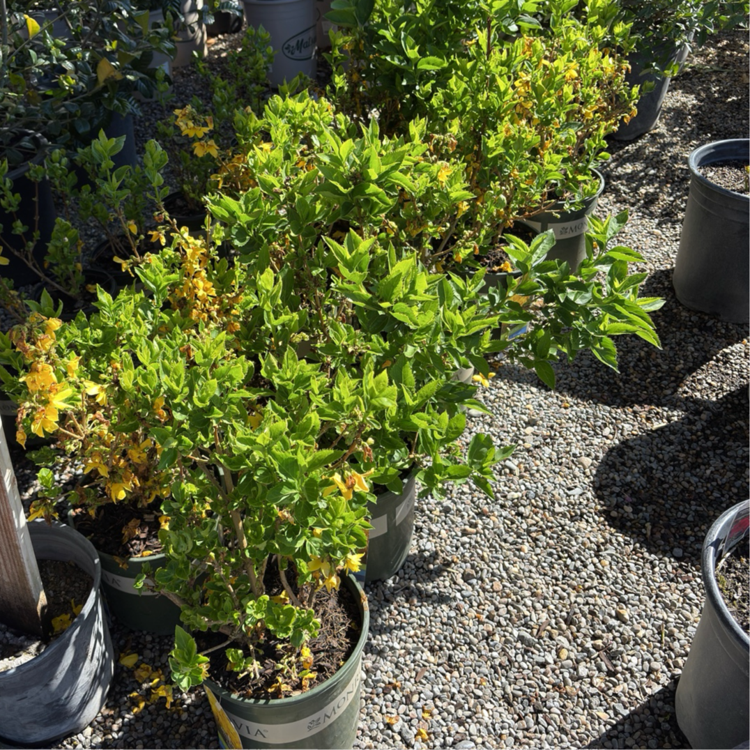 Magical® Gold Forsythia ;border forsythia