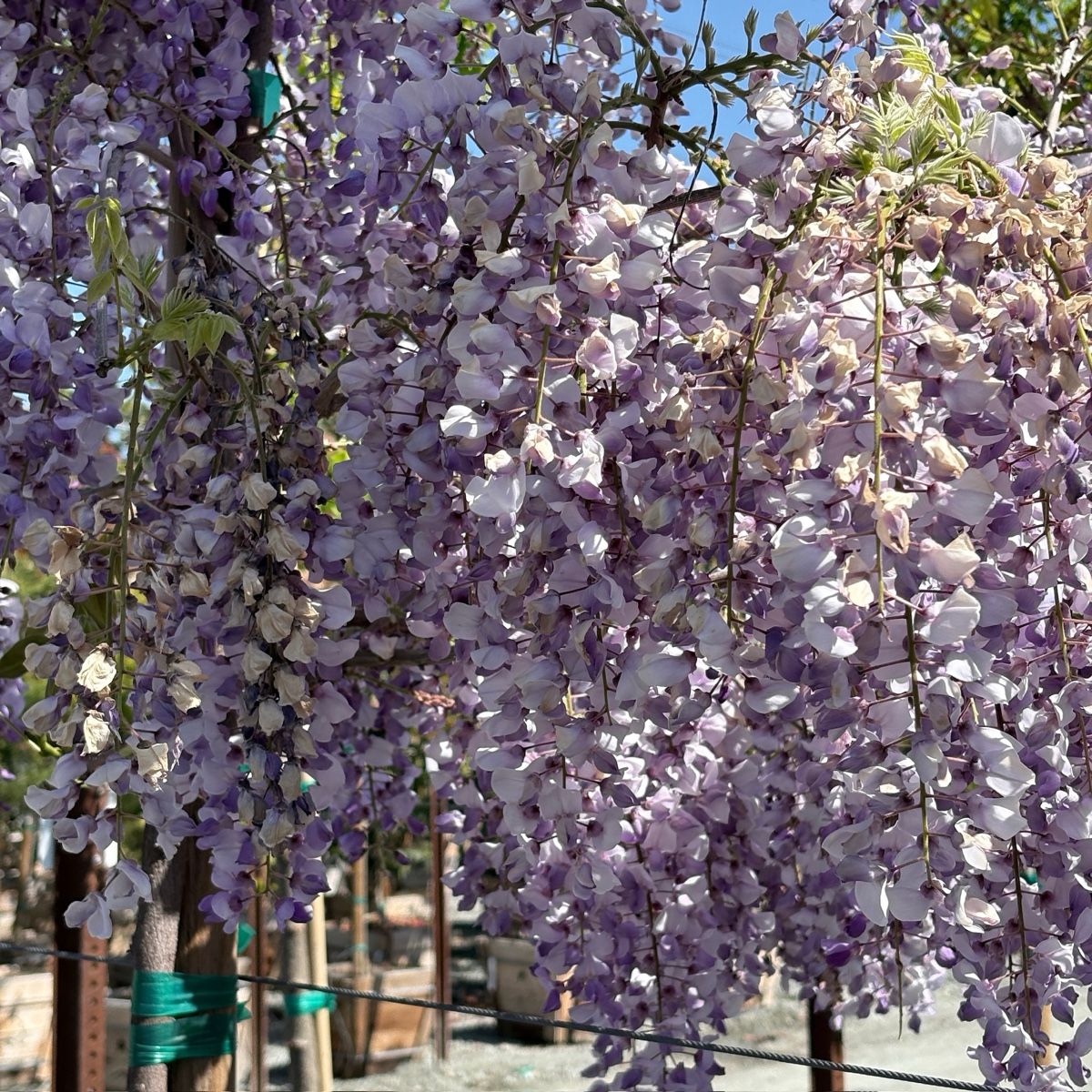 Caroline Chinese Wisteria