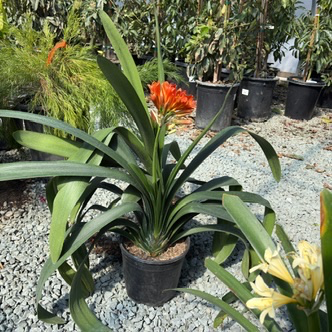 Orange Belgian Hybrid Bush Lily