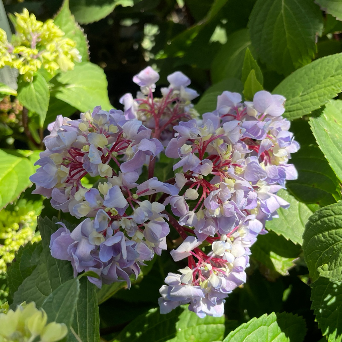 Blue Enchantress® Bigleaf Hydrangea