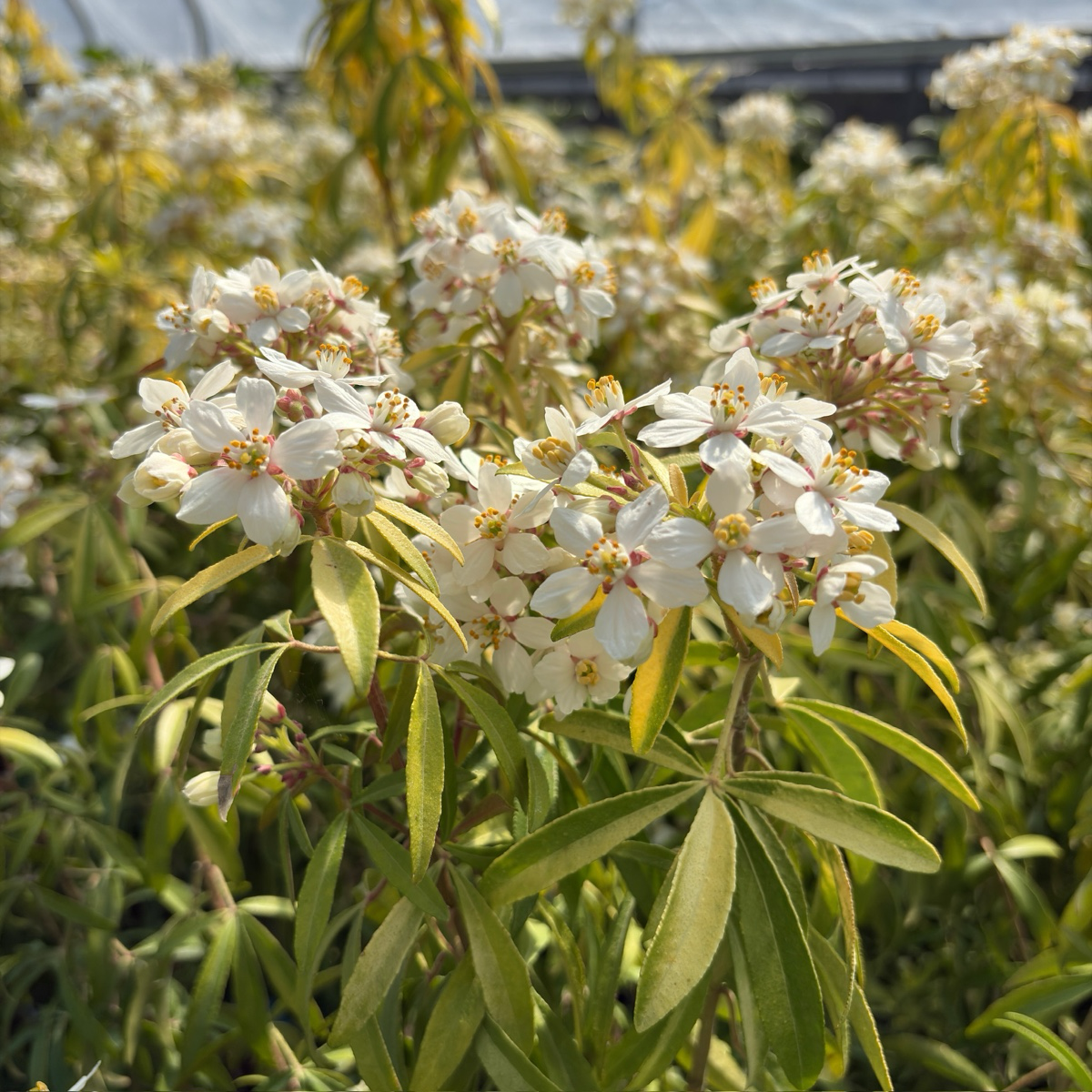 Sundance Mexican Orange Blossom