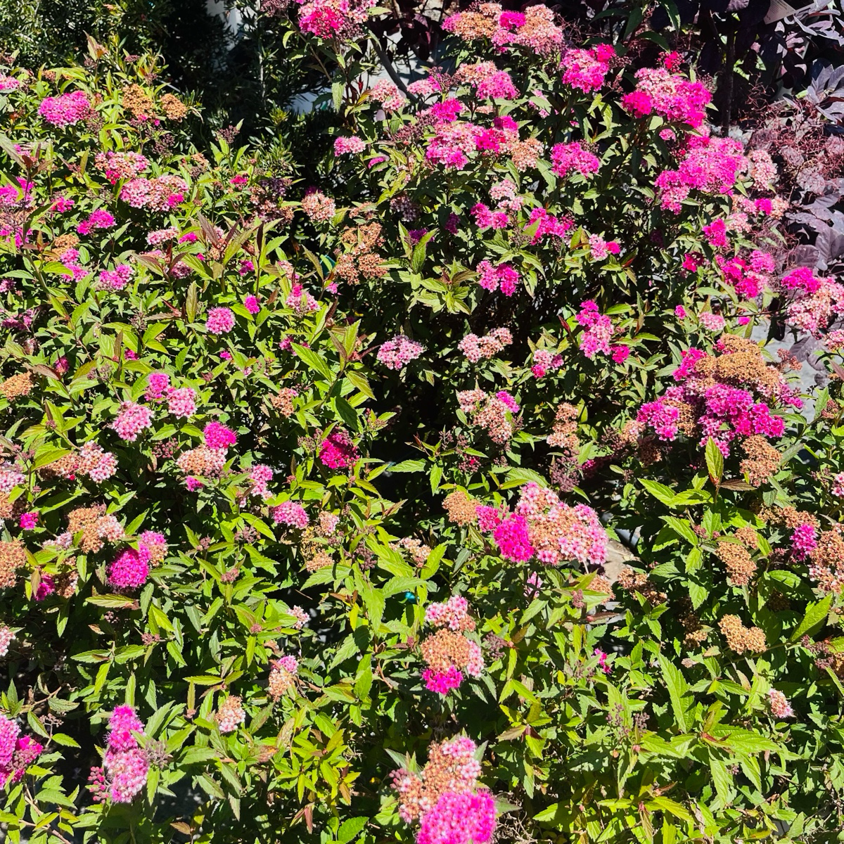 Anthony Waterer Spirea