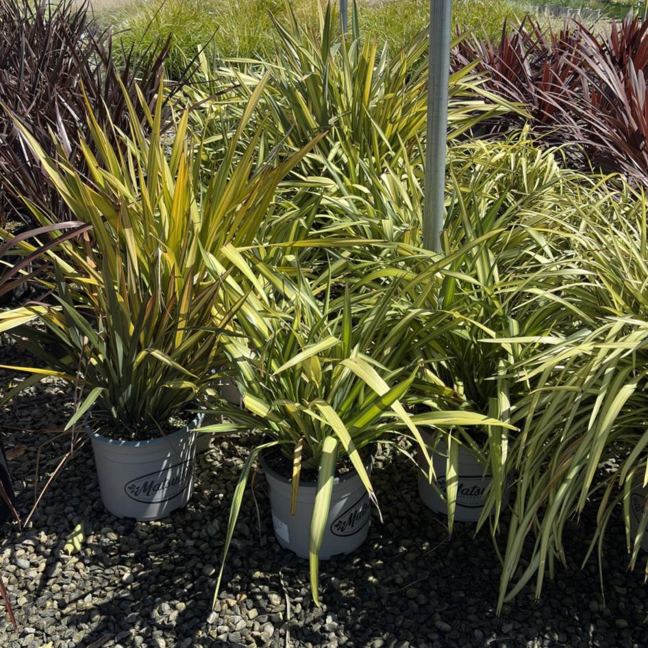 Yellow Wave Flax