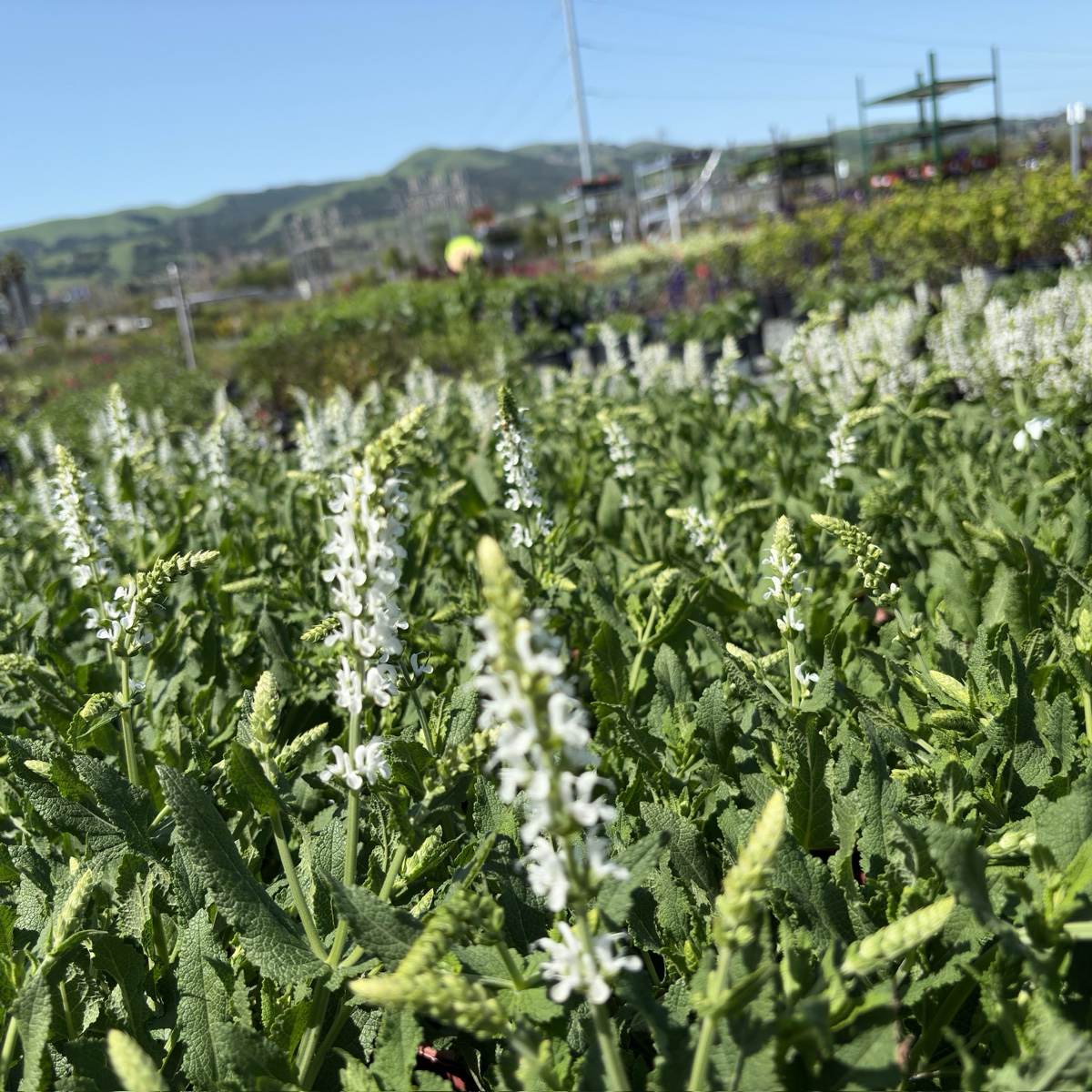 Lyrical White Meadow Sage