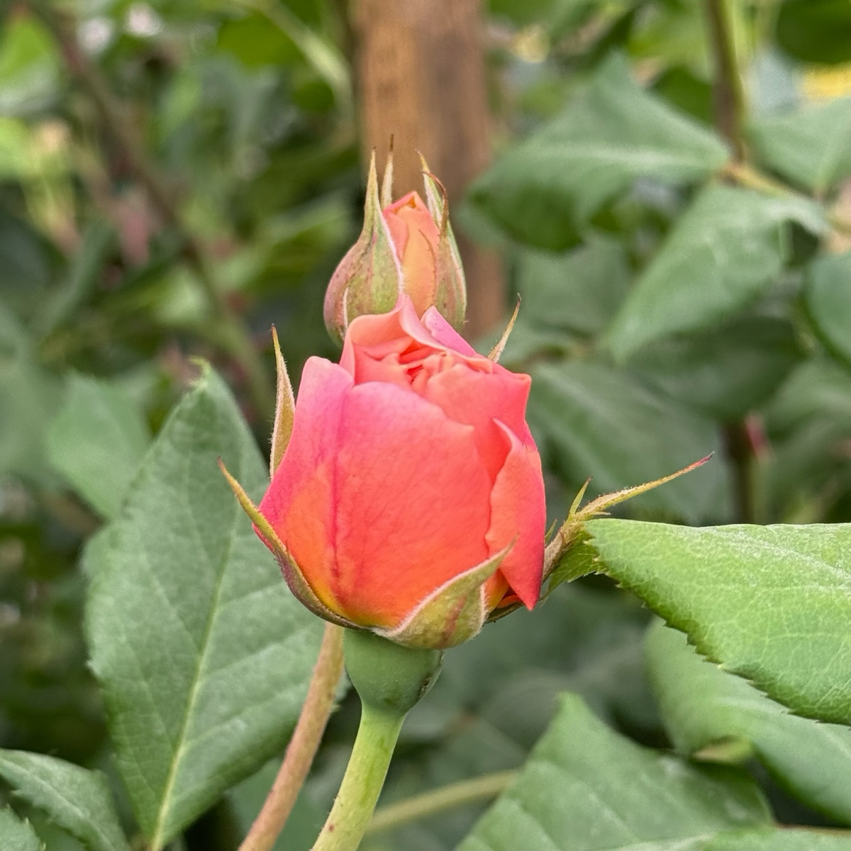Floribunda Rose-Love Song