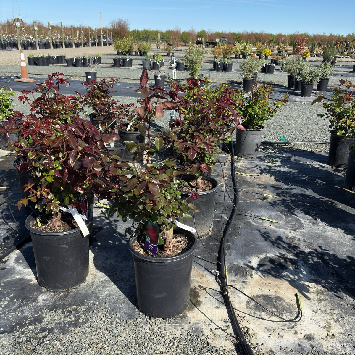 Firefighter® Rose