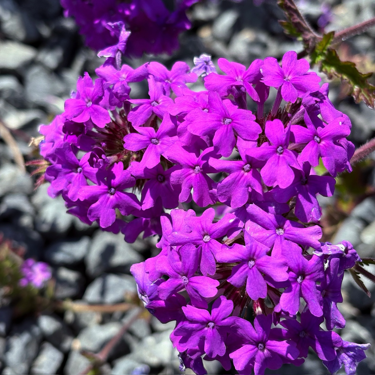 Homestead Purple Verbena