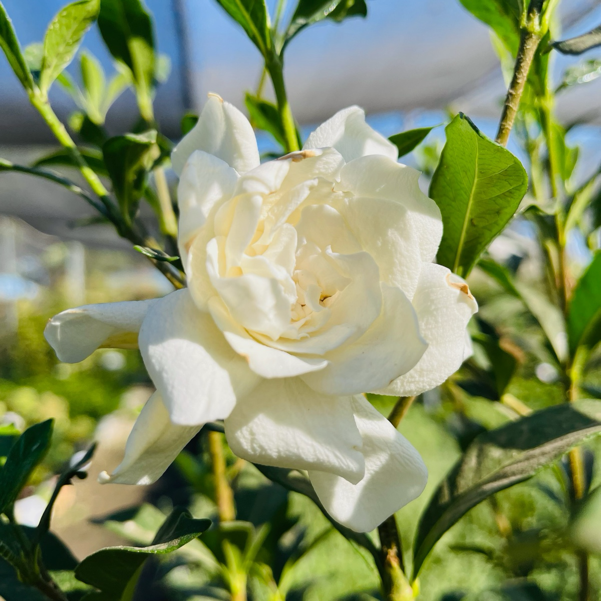 Gardenia August Beauty
