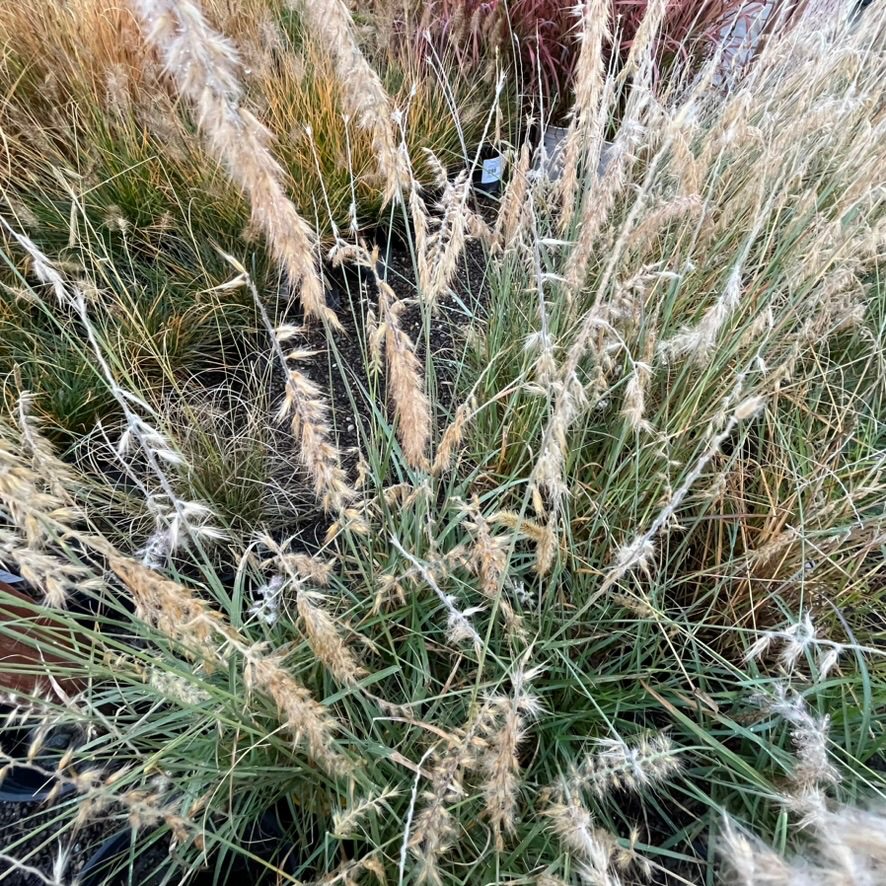 Red Fountain Grass
