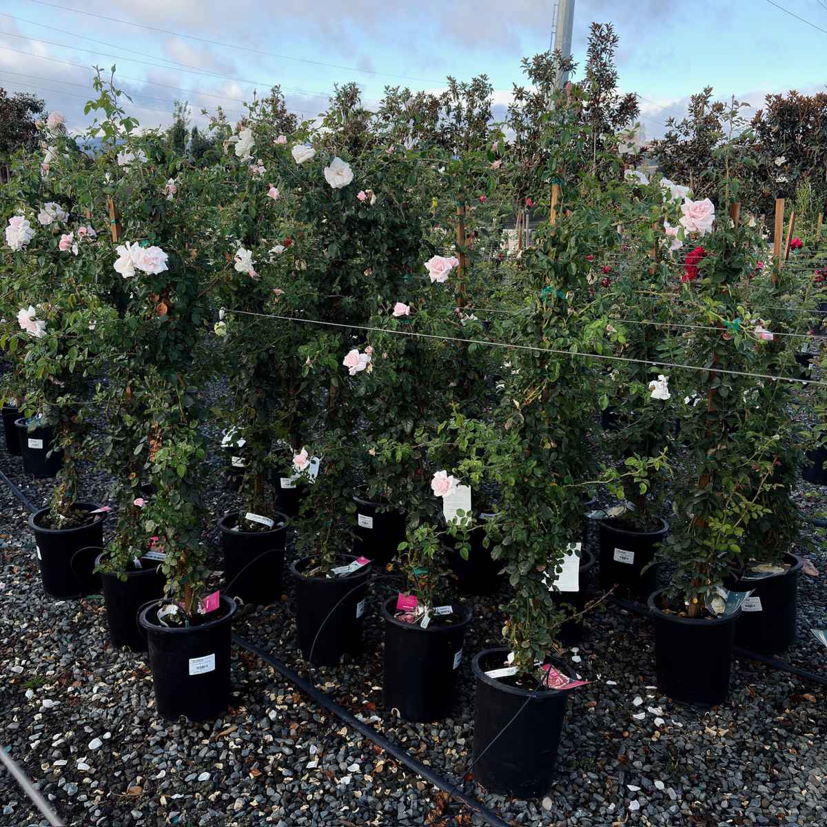 Iceberg Climbing Rose