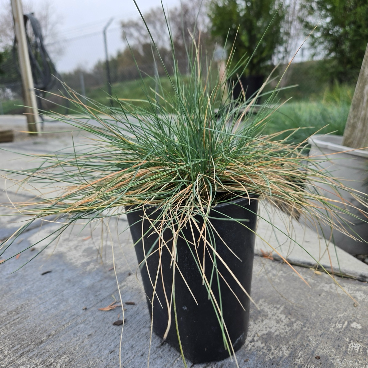 Elijah Blue Common Blue Fescue