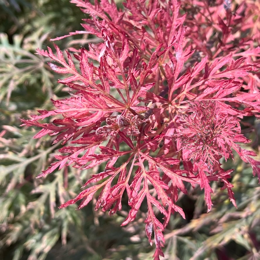 Orangeola Lace Japanese Maple