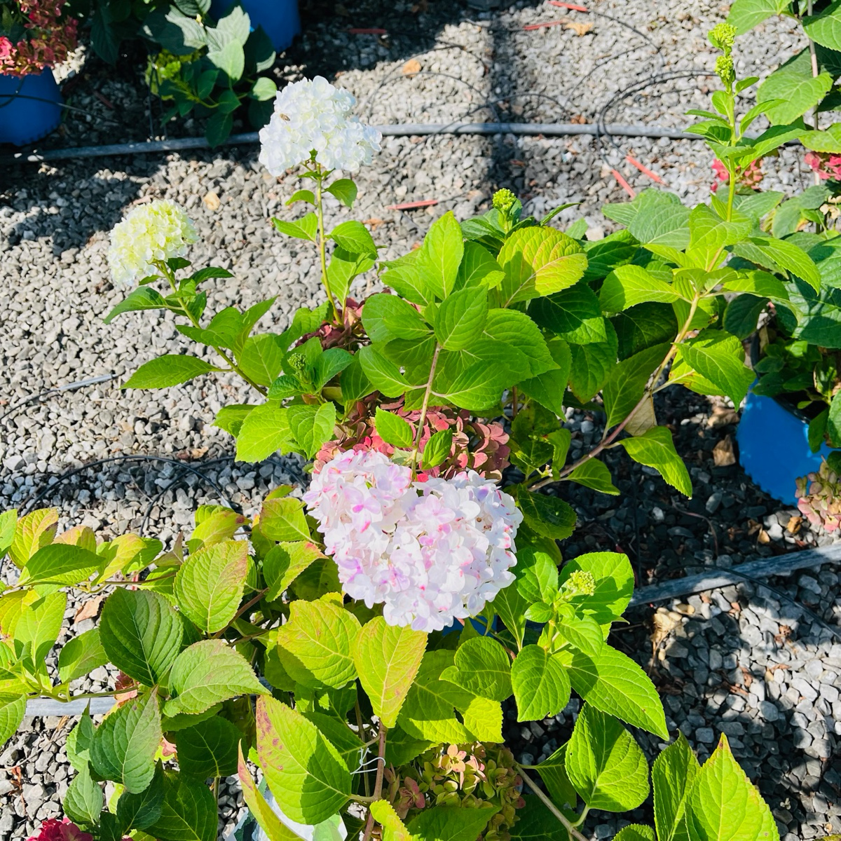 Blushing Bride ES® Hydrangea