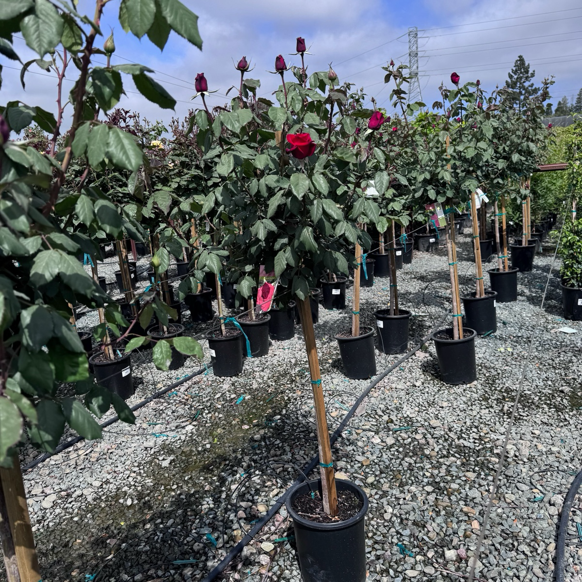 Olympiad Rose