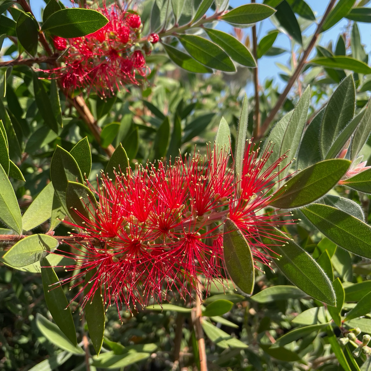 Bottlebrush Patio、Lemon Bottlebrush