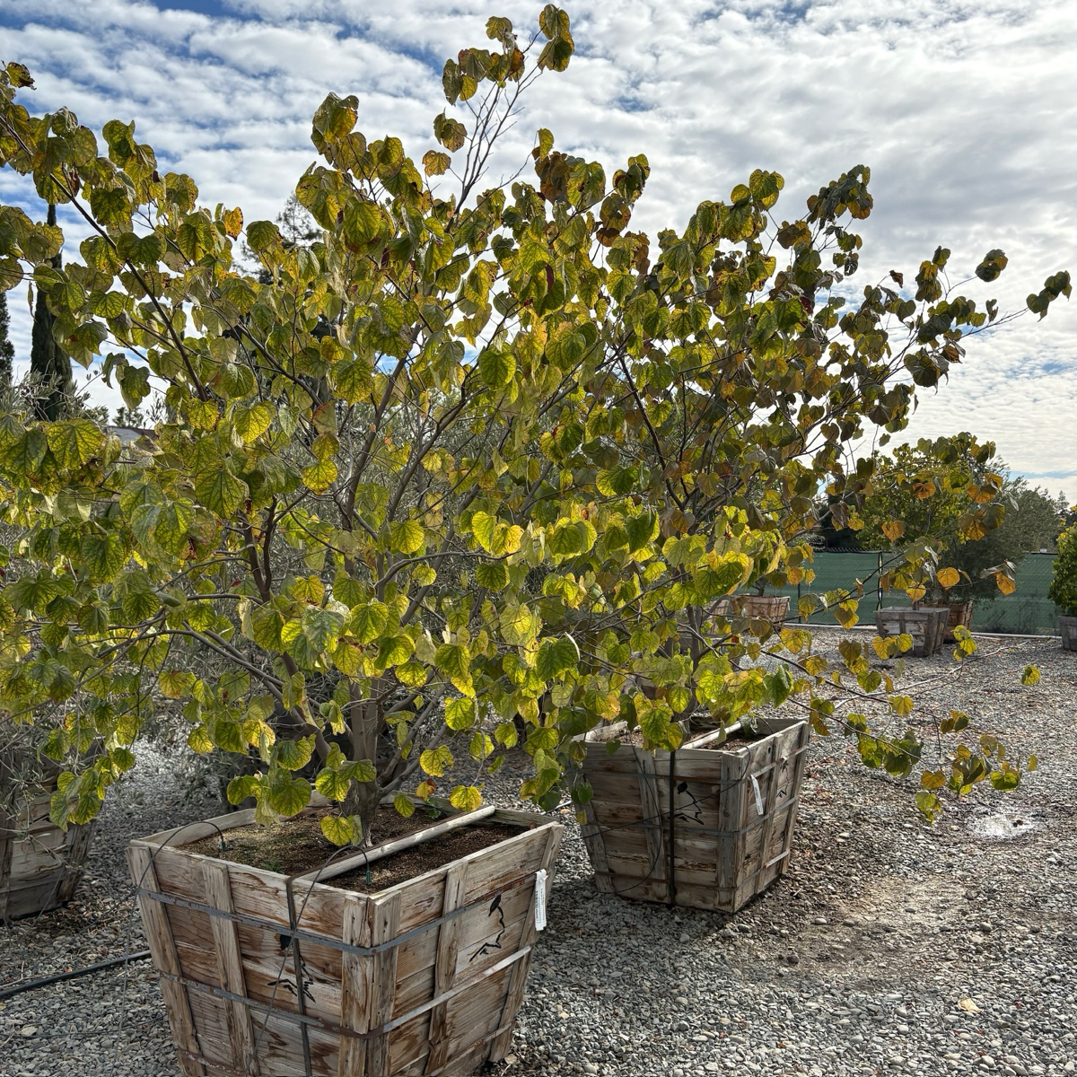 Hearts of Gold Eastern Redbud