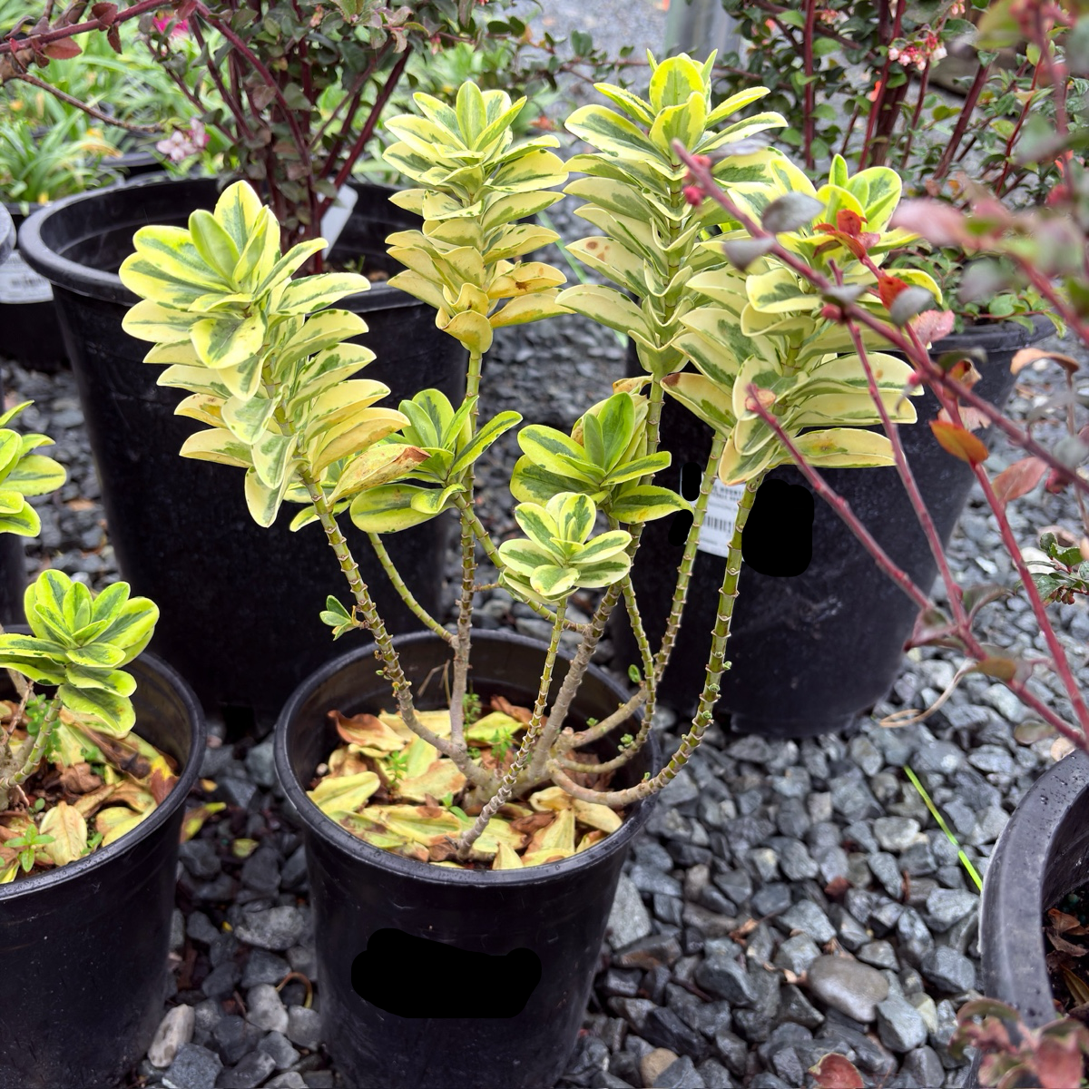 Hebe 'Variegata'