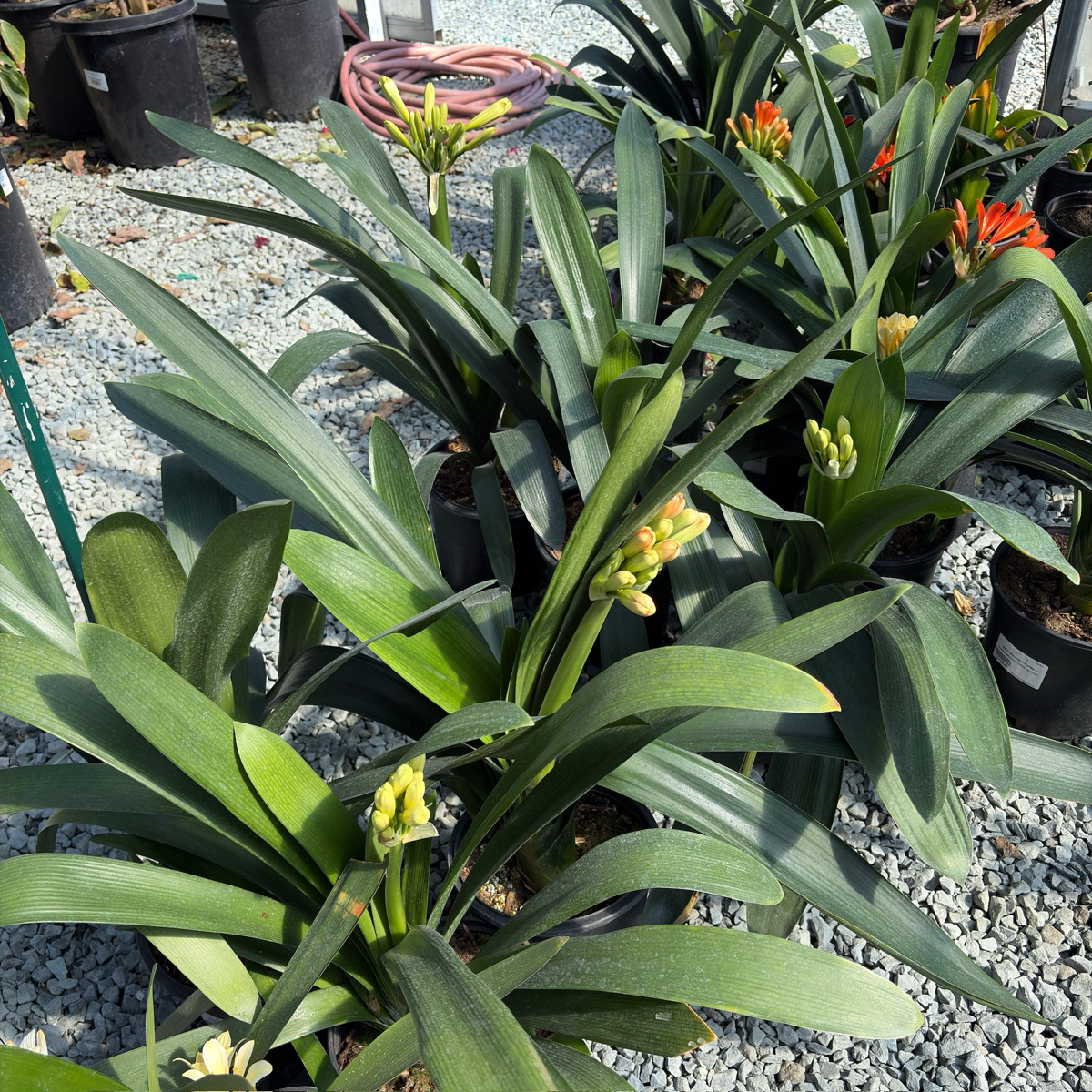 Yellow Belgian Hybrid Bush Lily