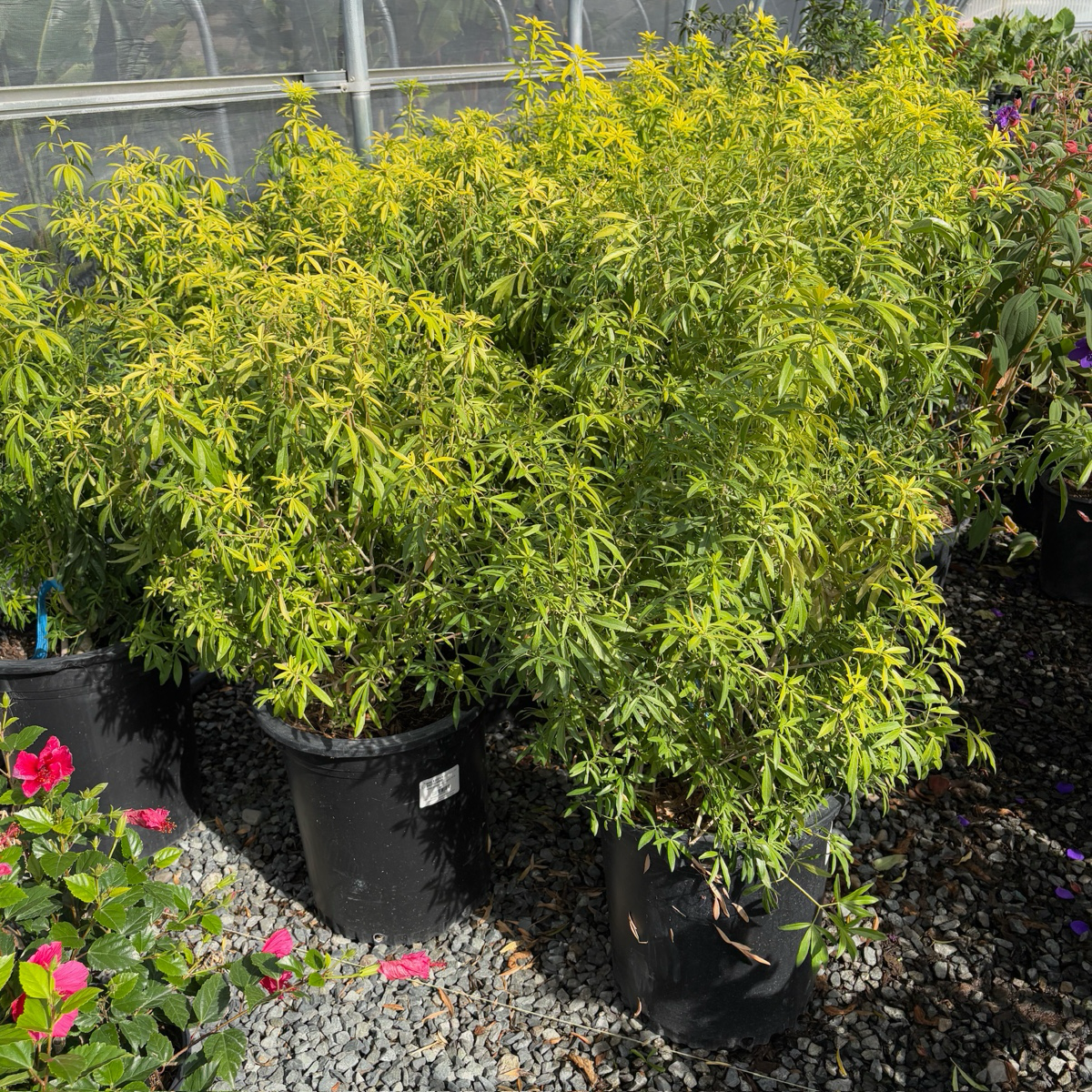 Sundance Mexican Orange Blossom