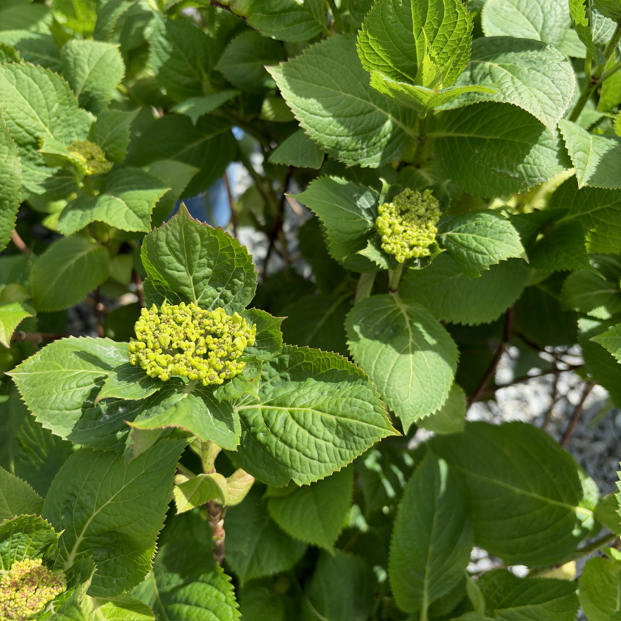 The Original  ES®Hydrangea