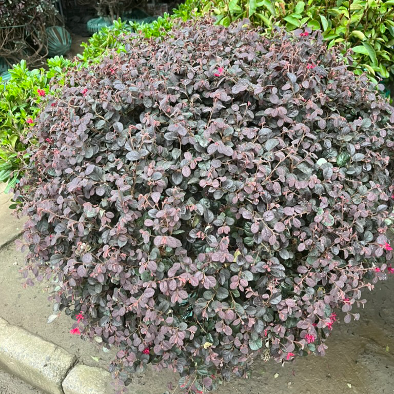 Red Chinese Fringeflower