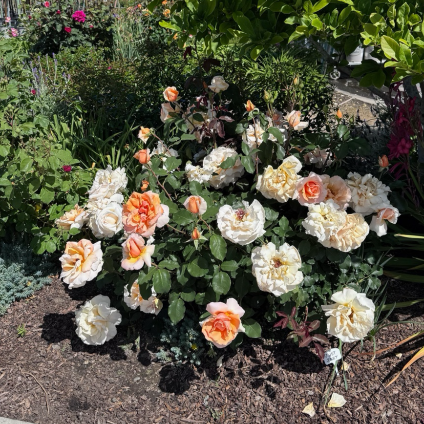 Tea Rose-Double Happiness