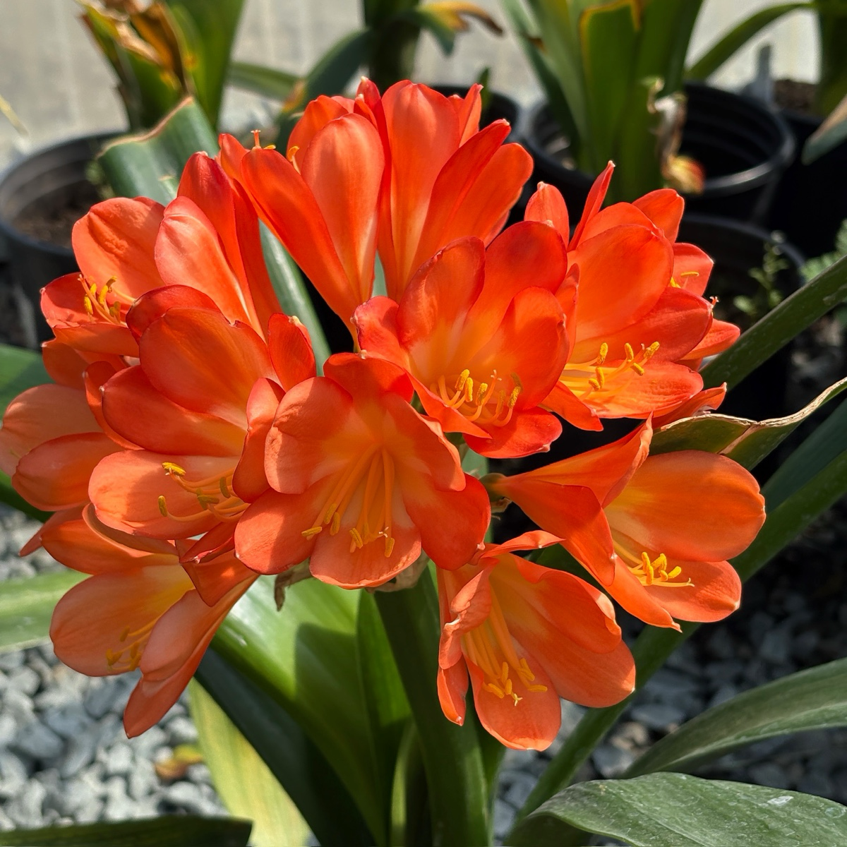 Orange Belgian Hybrid Bush Lily