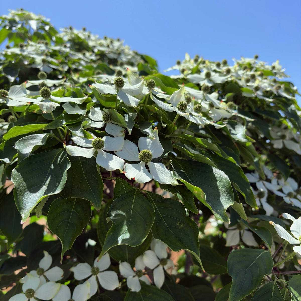 Mountain Moon Evergreen Dogwood
