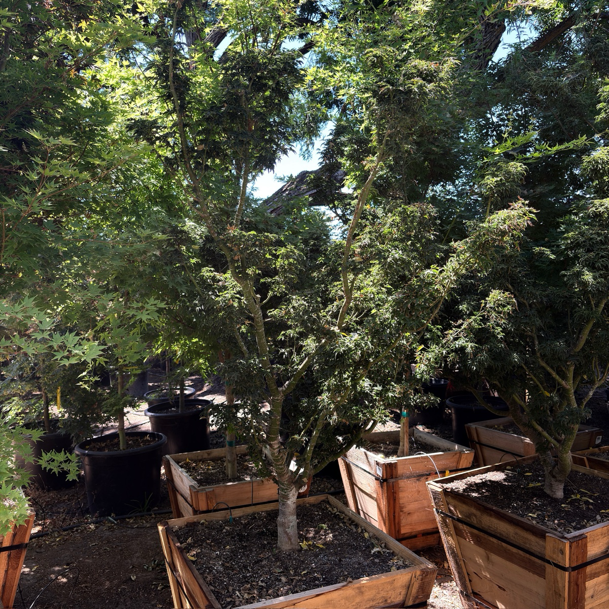 Lion Head lapanese Maple