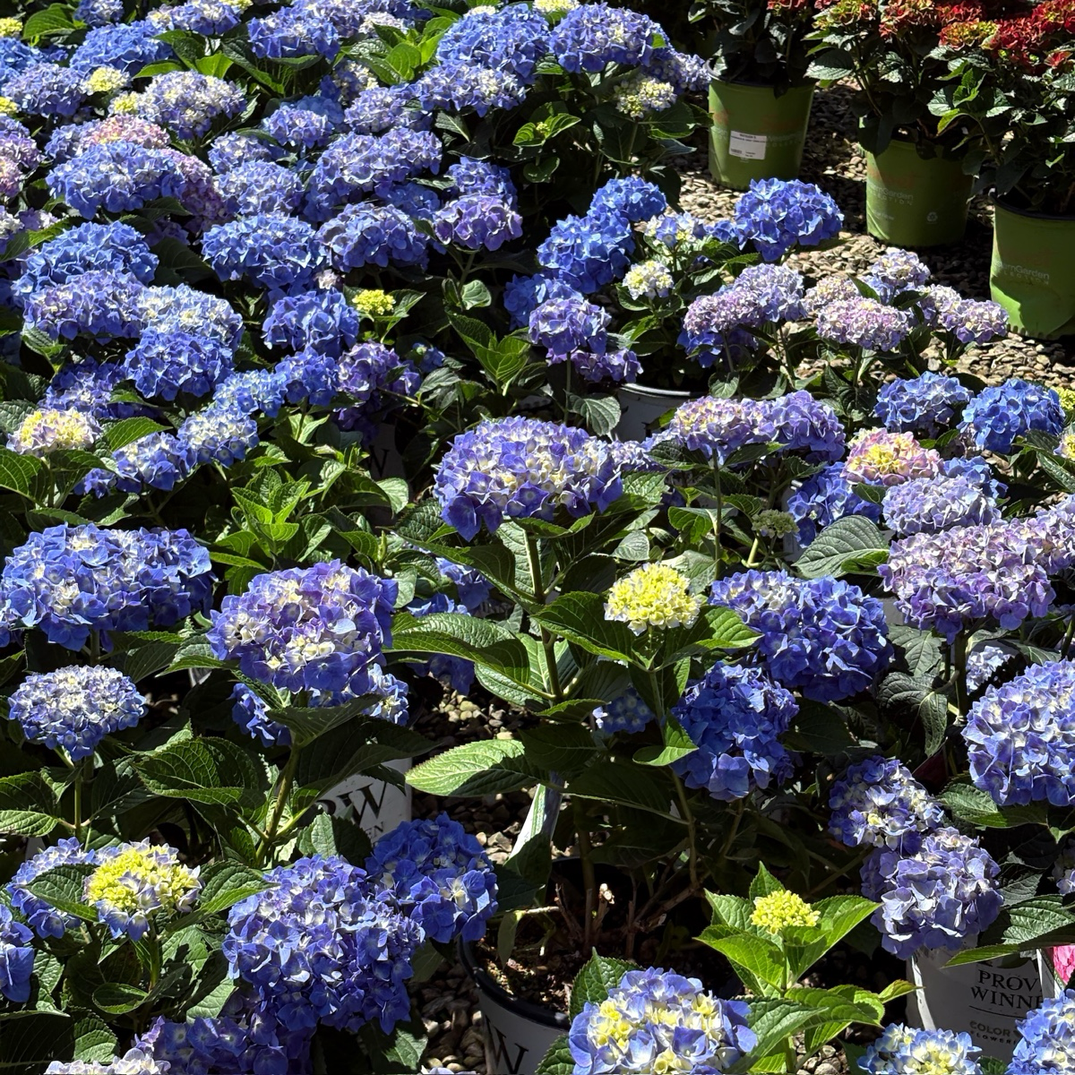 Blue Jangles Let's Dance®  Hydrangea