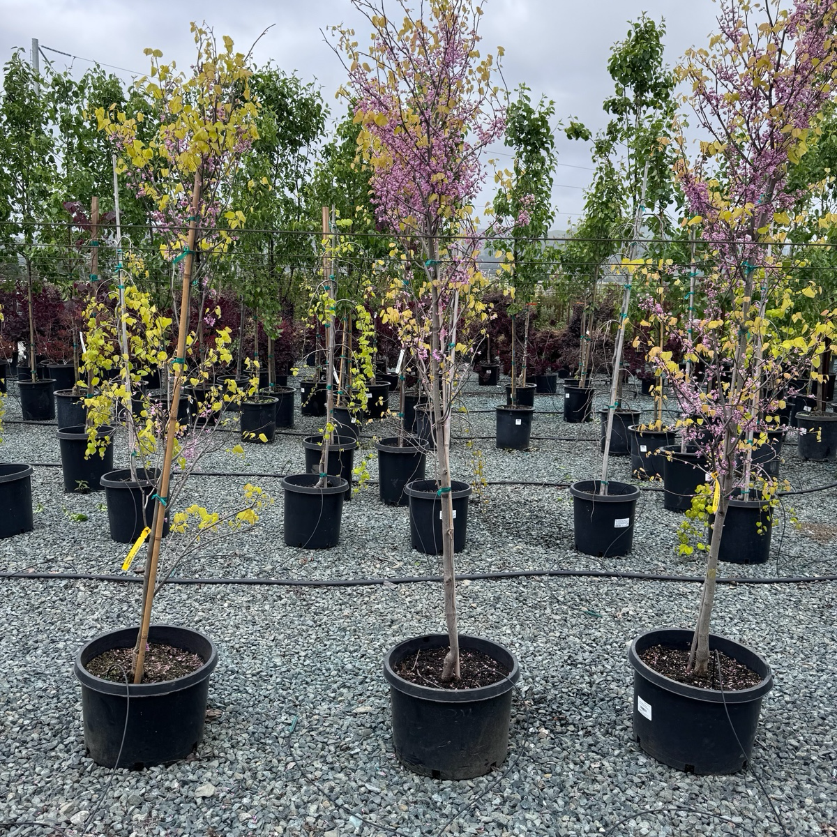 Hearts of Gold Eastern Redbud