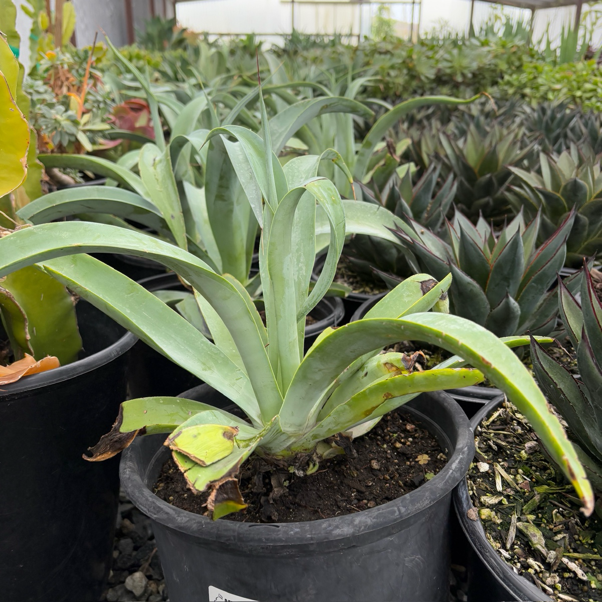 Octopus Agave