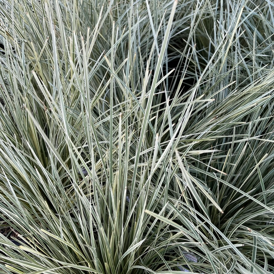 Variegated Dwarf Mat Rush