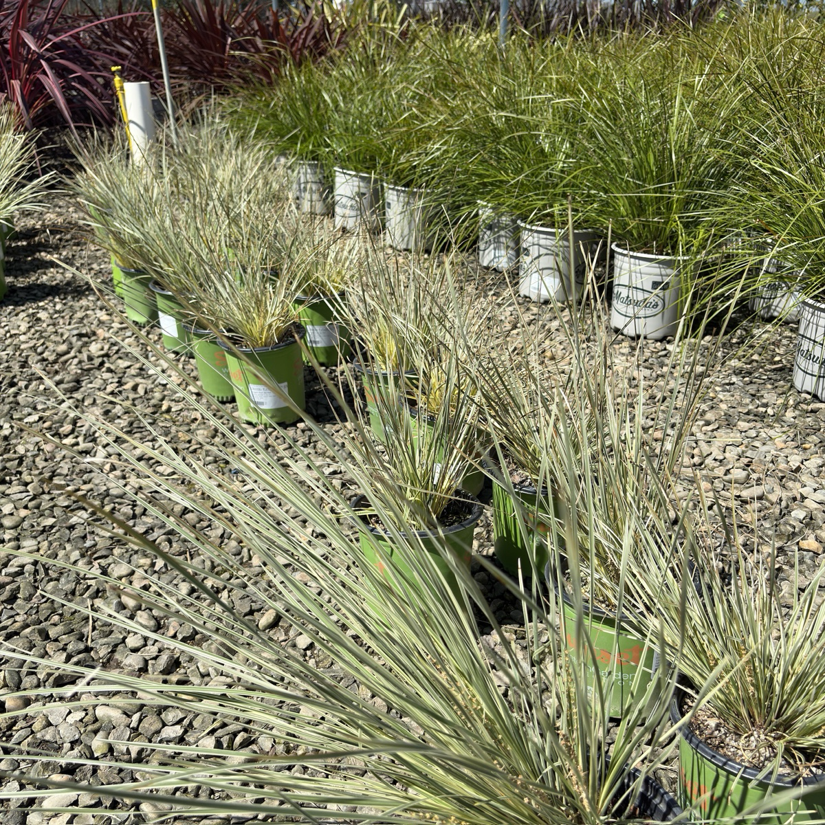 Variegated Dwarf Mat Rush