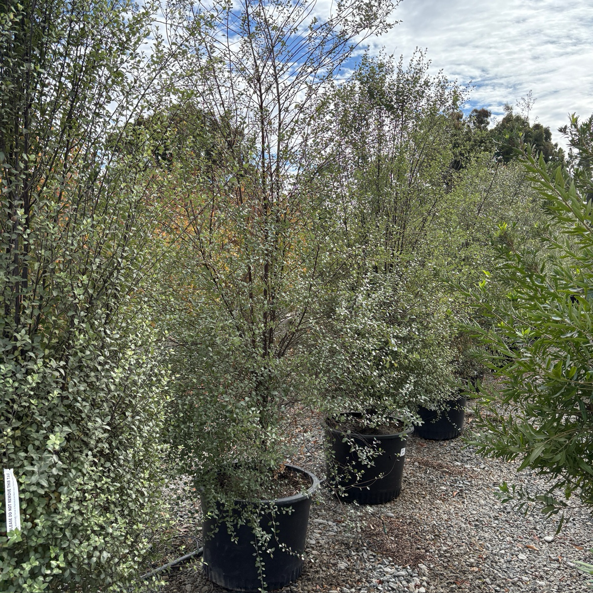 Silver Pittosporum · Thin Leaves