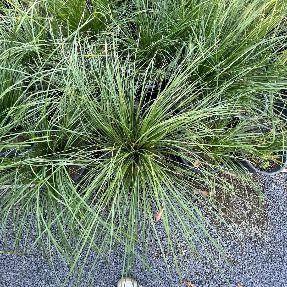Breeze Dwarf Mat Rush