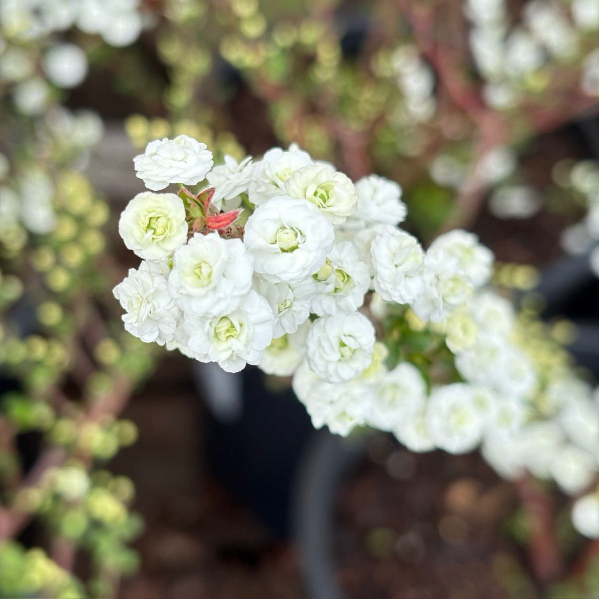 Bridal Wreath Spirea, Shoe Button Spirea