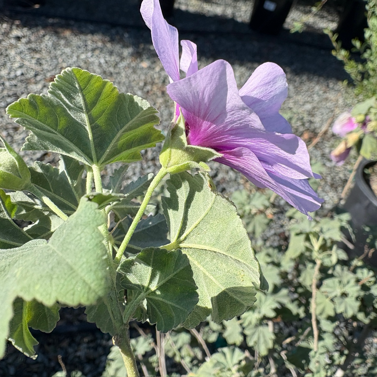 Bicolor Tree Mallow