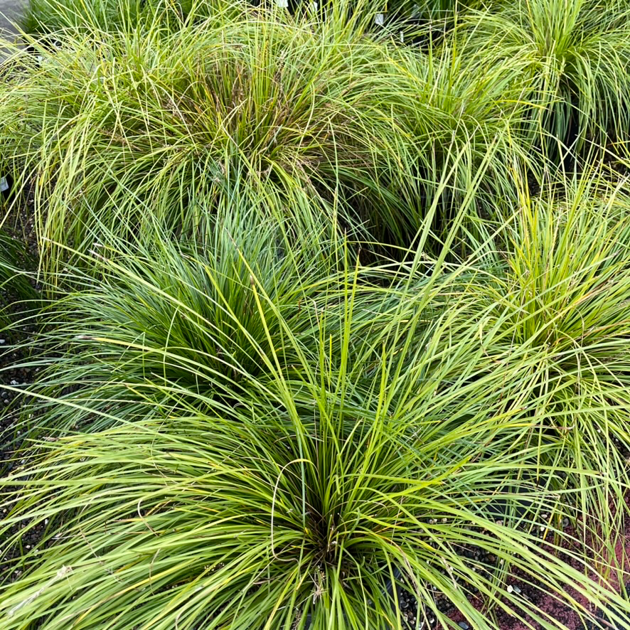 Breeze Dwarf Mat Rush