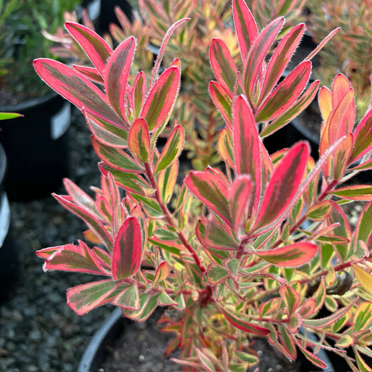 Jester Cone Bush