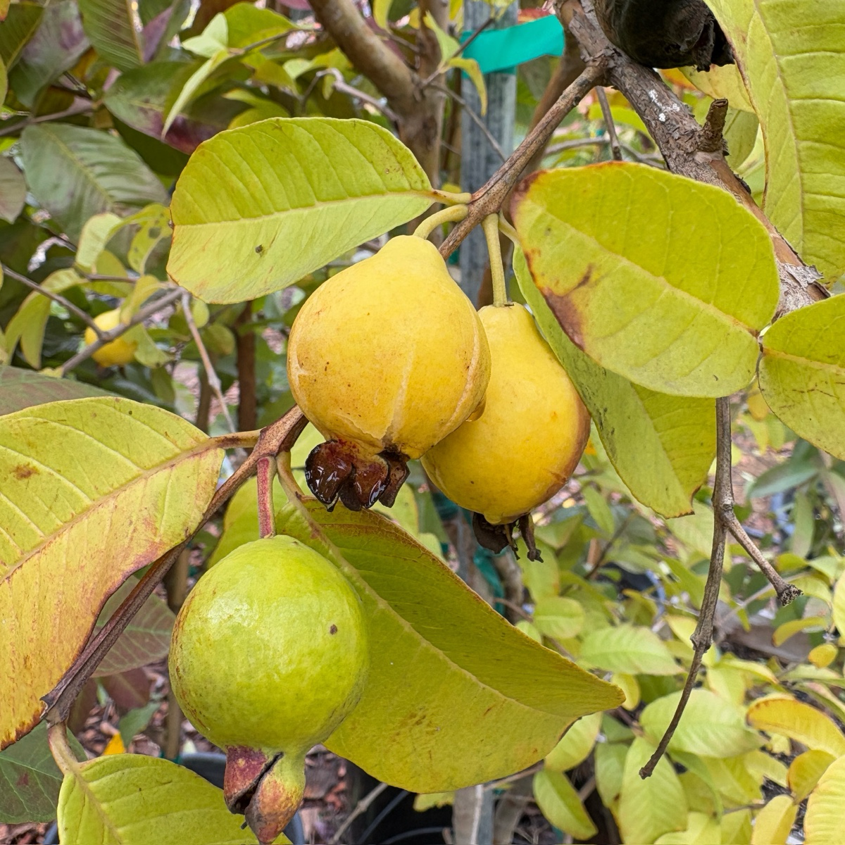 Yellow Lemon Guava