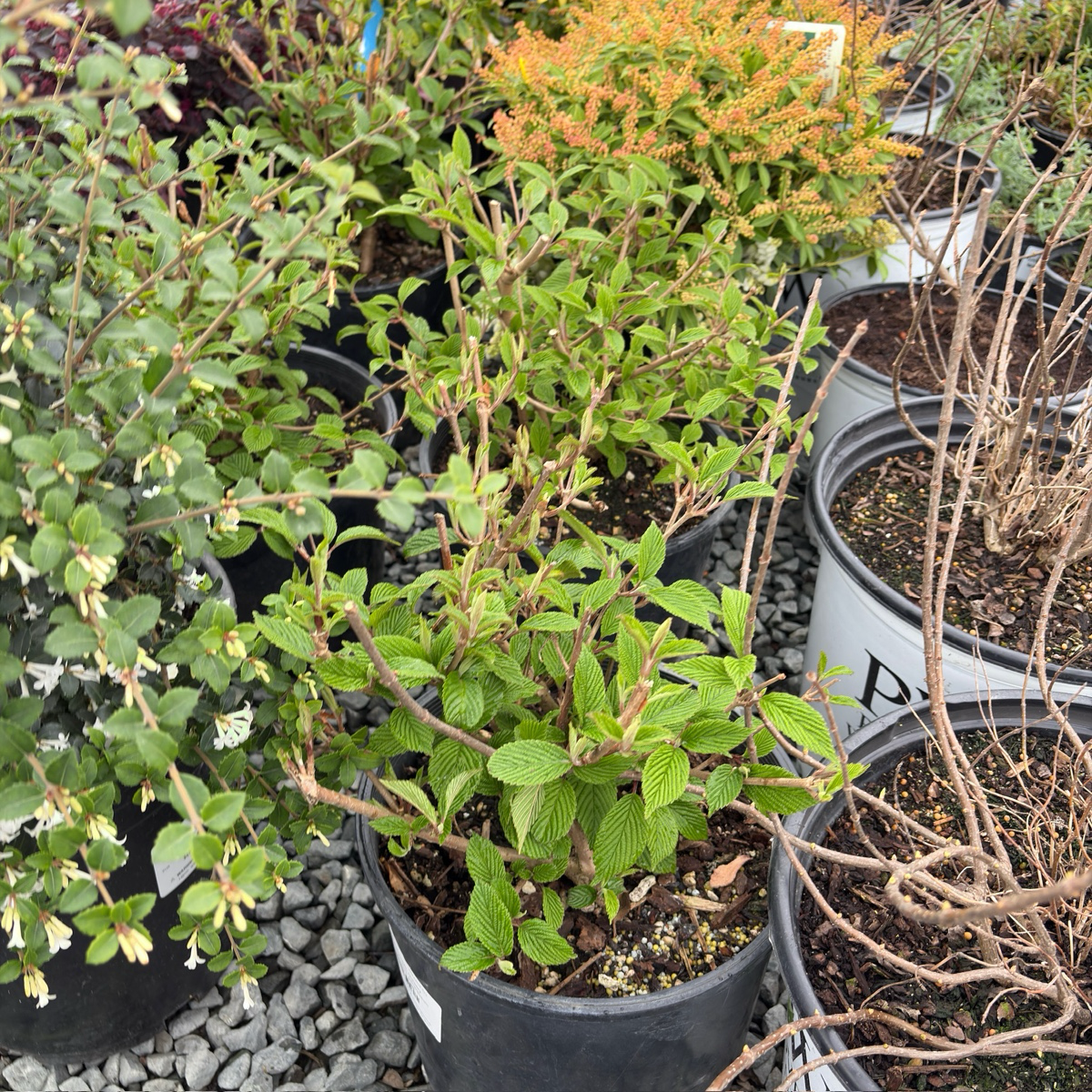 Summer Snowflake Double-File Viburnum