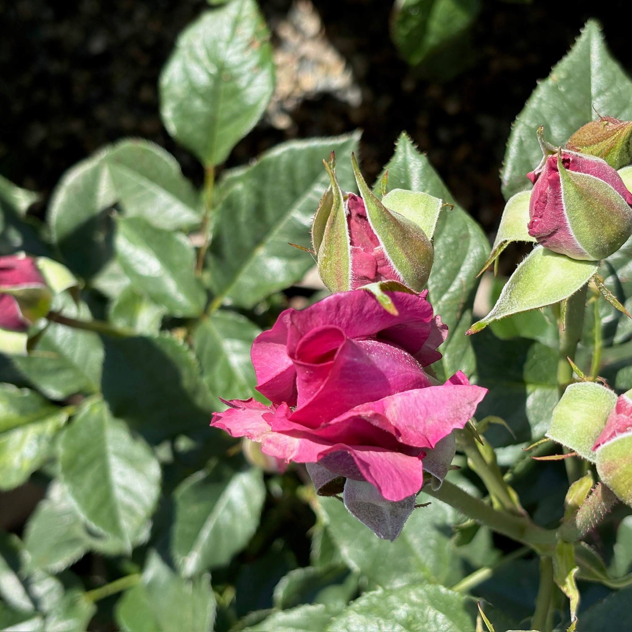 Perfume Factory™ Rose