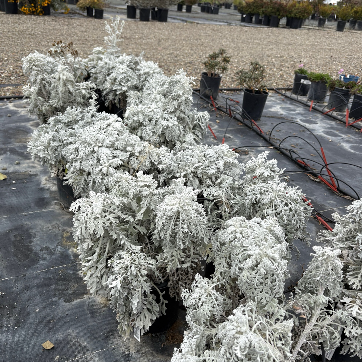 Ground cover plant-Silver Artemisia