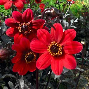 Mystic Wonder Dahlia